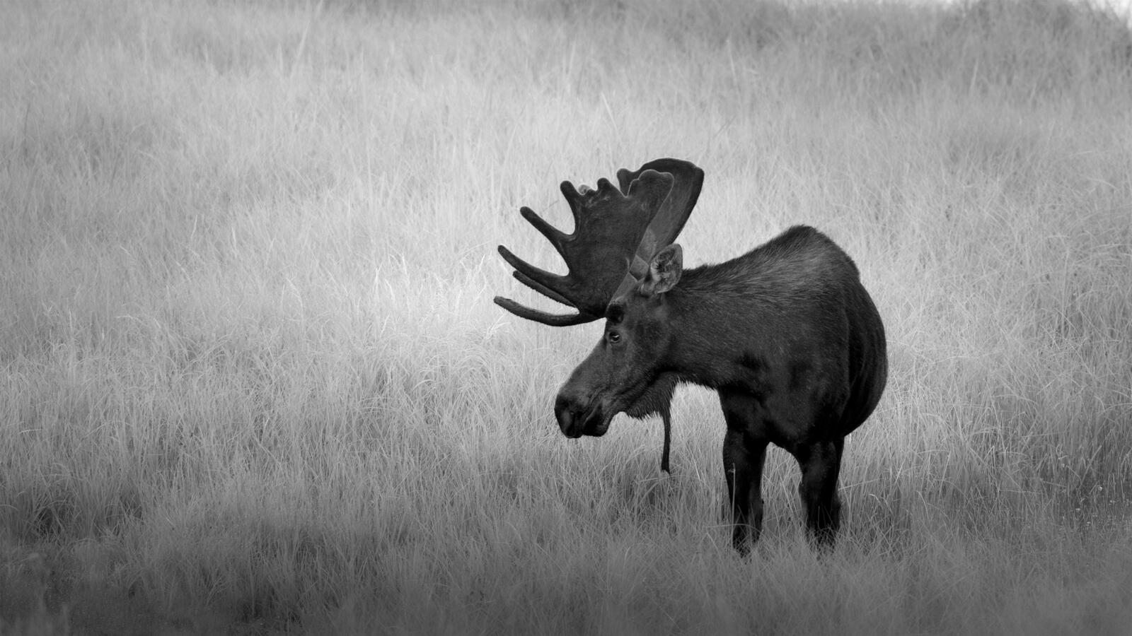 The Wild Presence by Brynn Alise